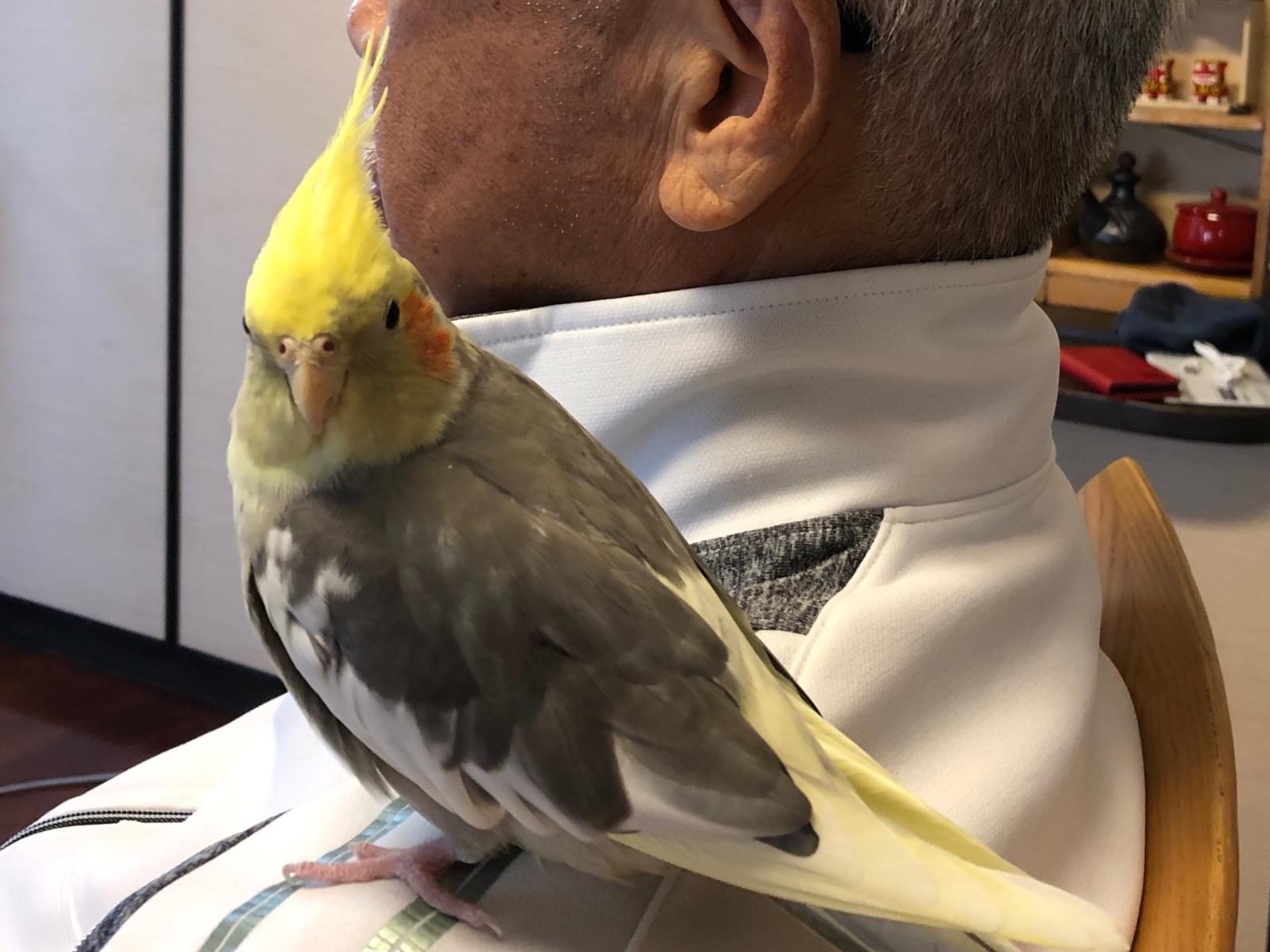 金ちゃん 金ちゃん