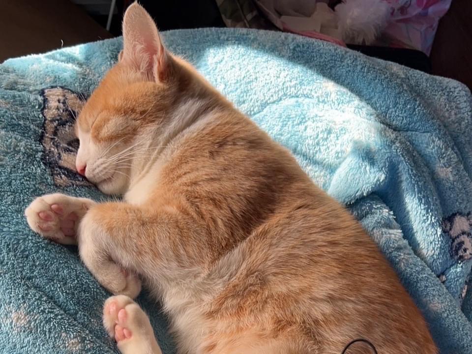 もみじちゃん もみじちゃん