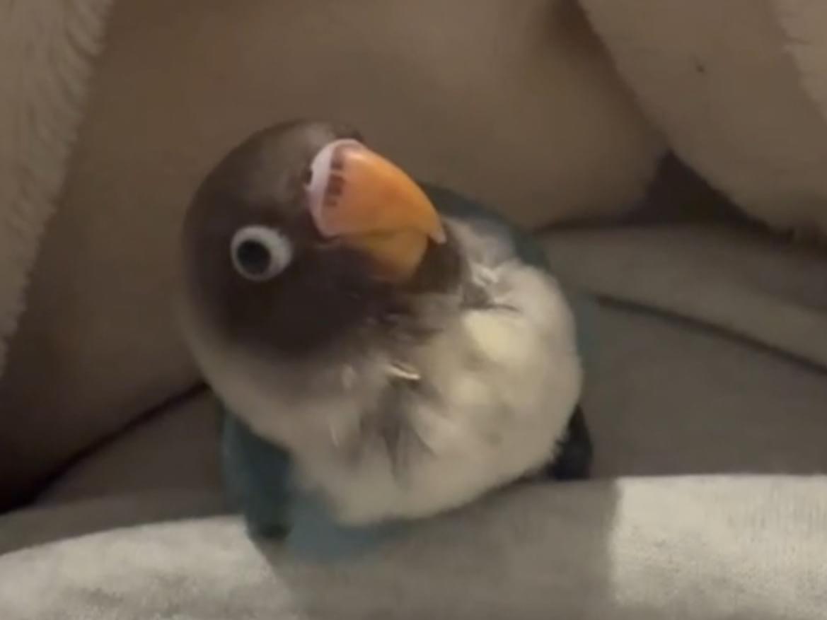 チャチャちゃん チャチャちゃん