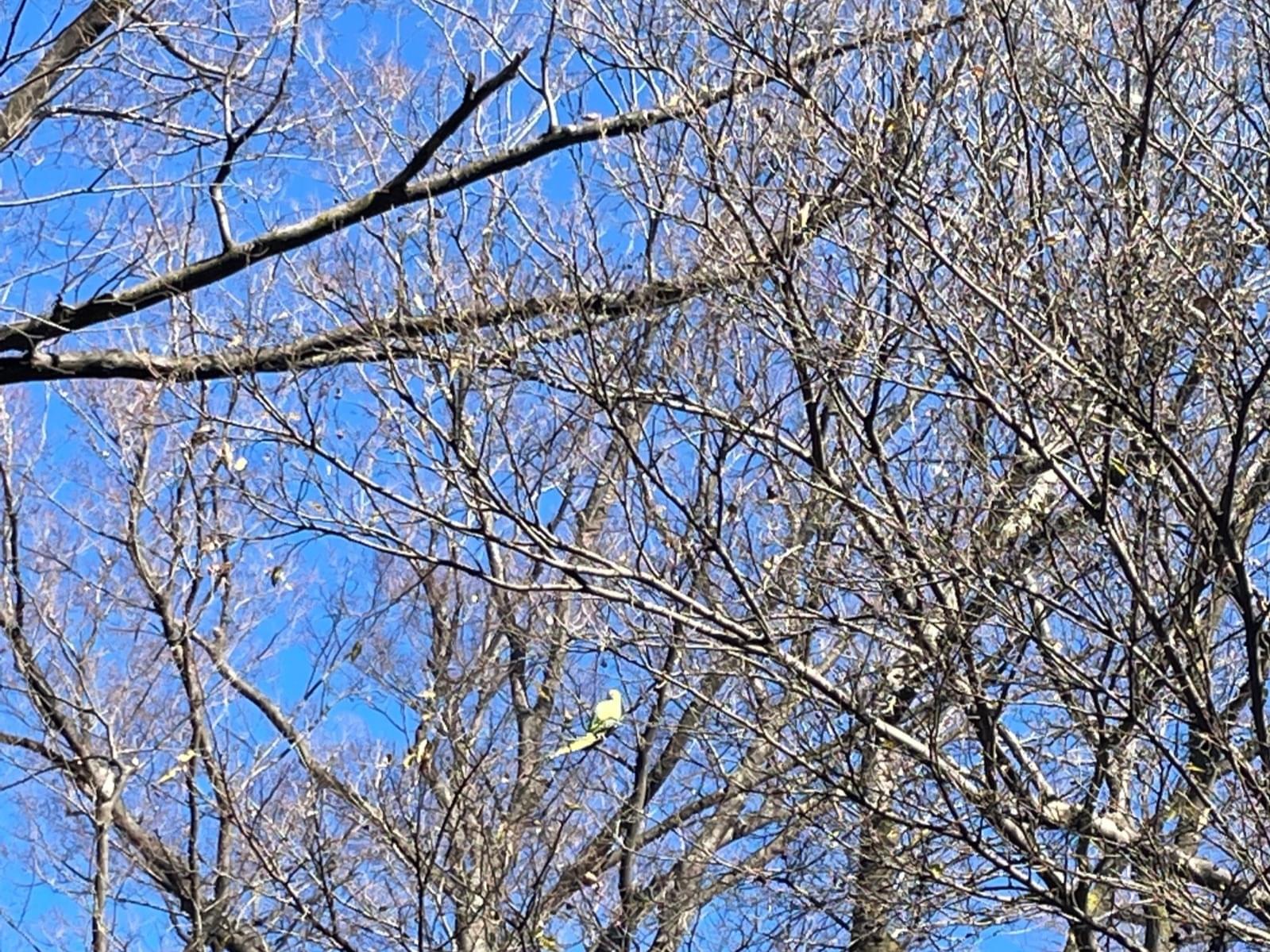 目撃された鳥 目撃された鳥