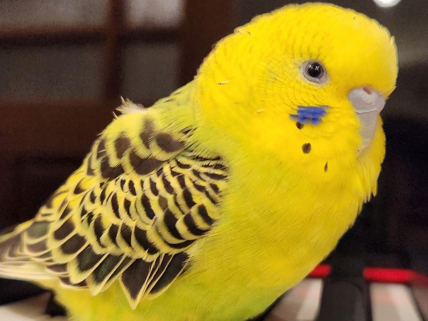 こむぎちゃん こむぎちゃん