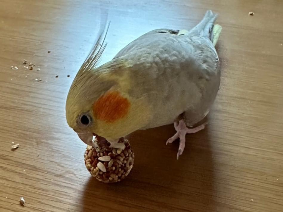 むぅちゃん むぅちゃん