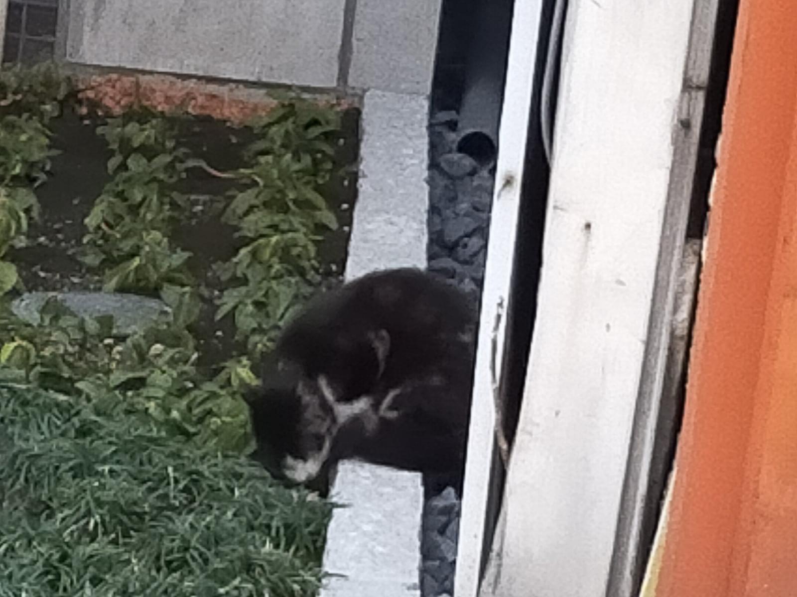 目撃された猫 目撃された猫
