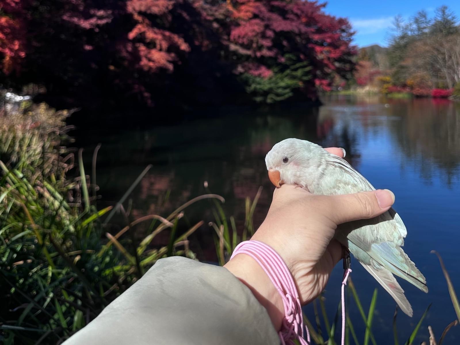 バオザイちゃん バオザイちゃん