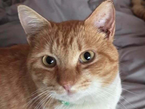 アンジェリ と トランジットちゃん アンジェリ と トランジットちゃん