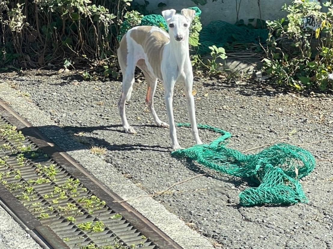 目撃された犬 目撃された犬