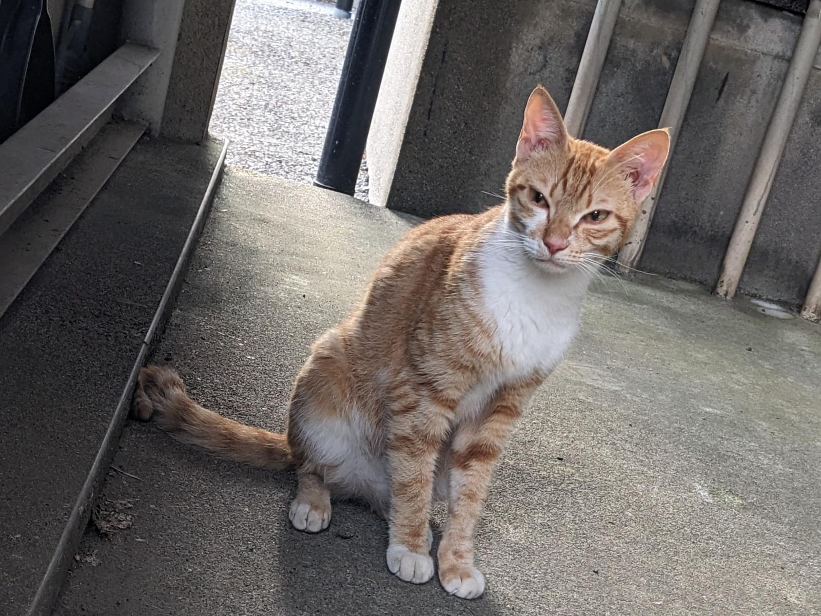 保護された猫 保護された猫