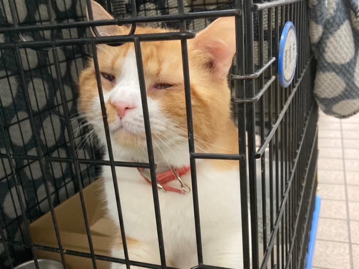 保護された猫 保護された猫