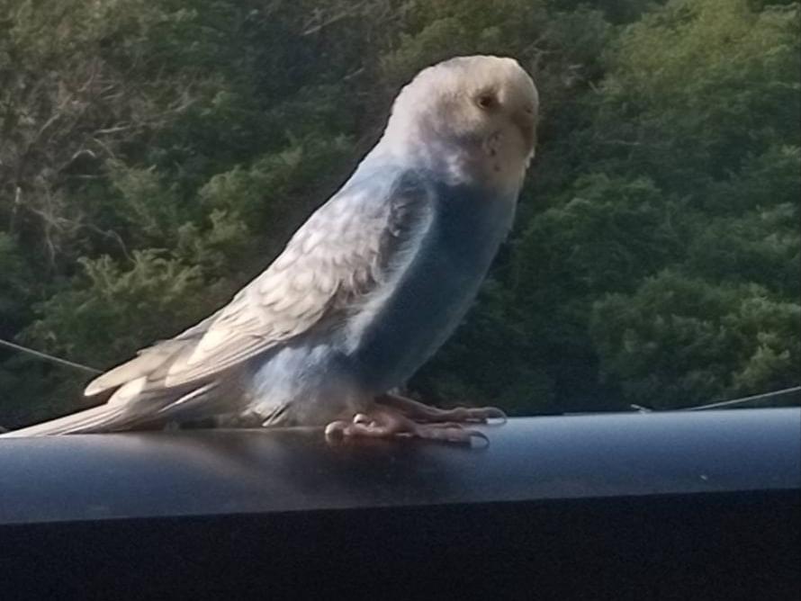 目撃された鳥 目撃された鳥