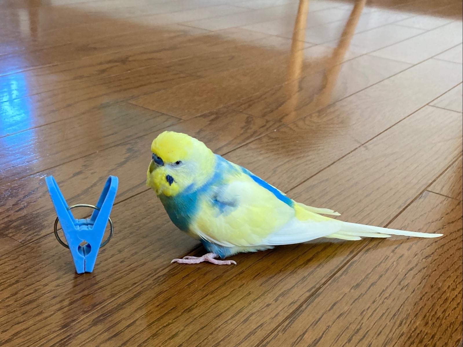 ぴーちゃん ぴーちゃん