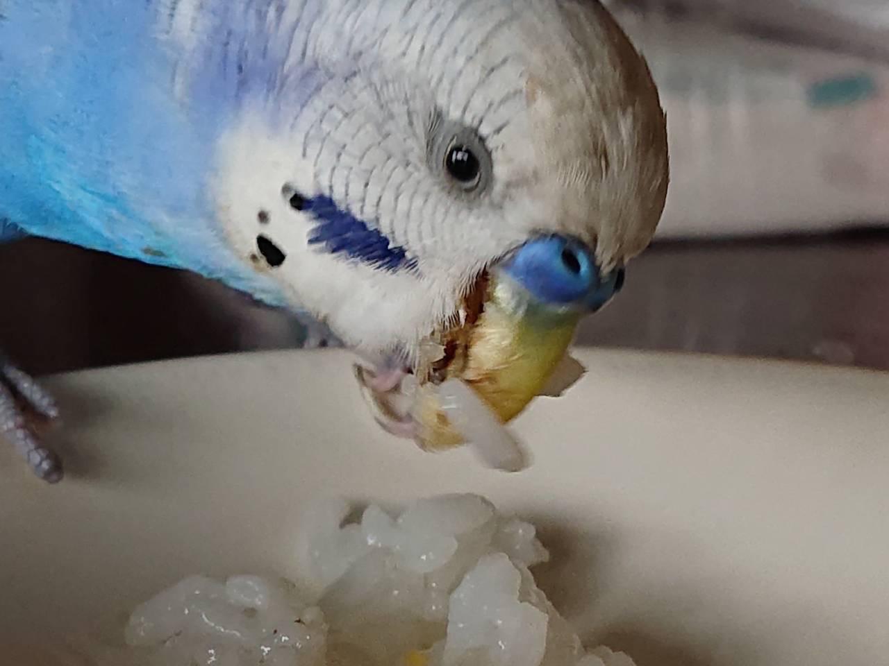保護された鳥 保護された鳥