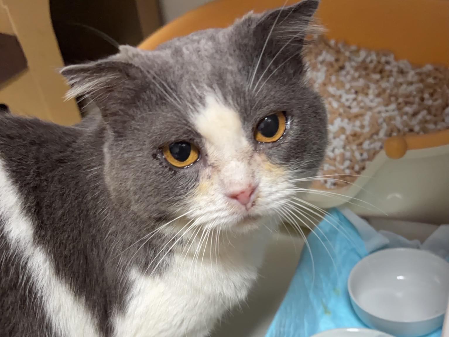 保護された猫 保護された猫
