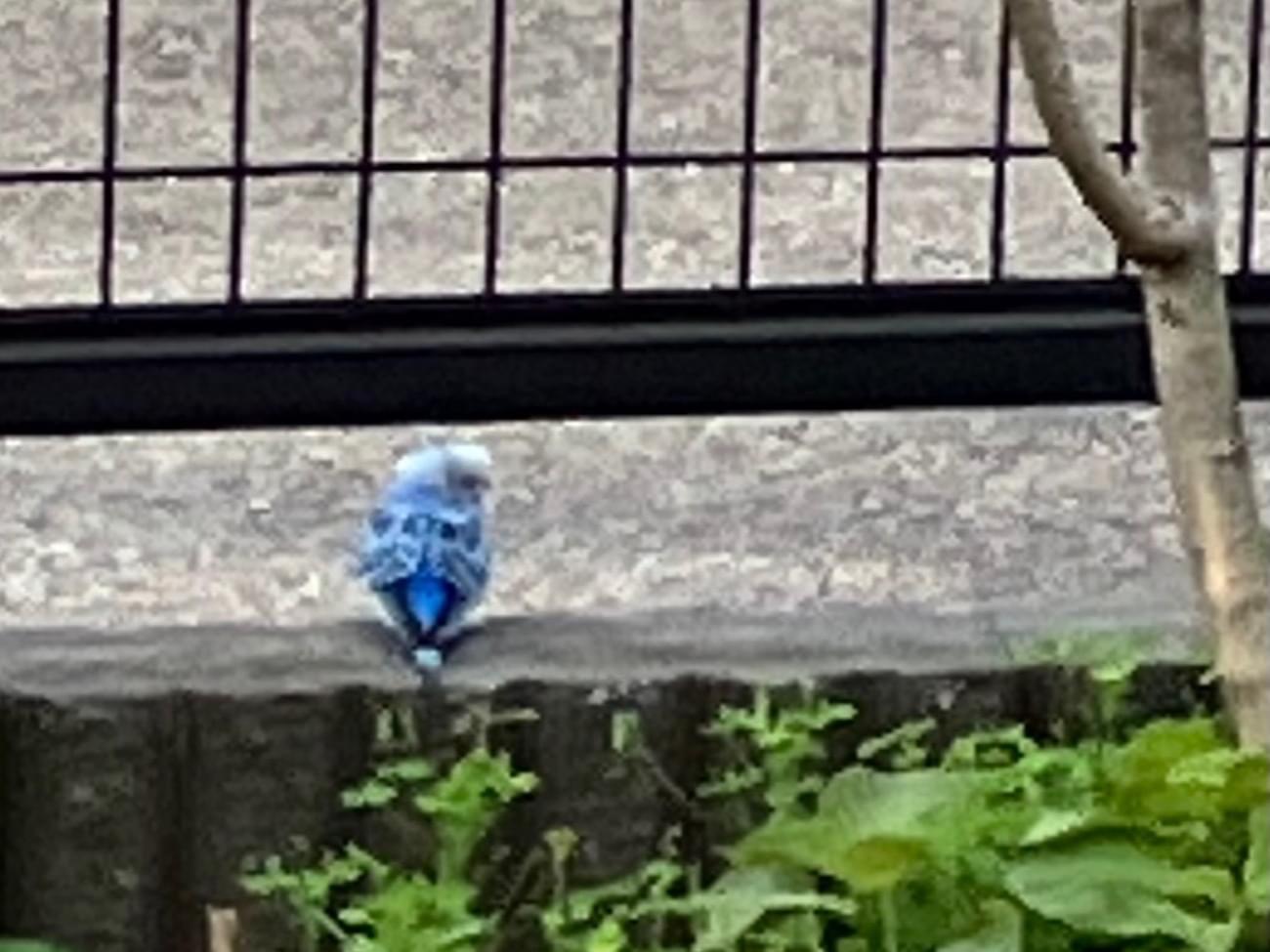 目撃された鳥 目撃された鳥