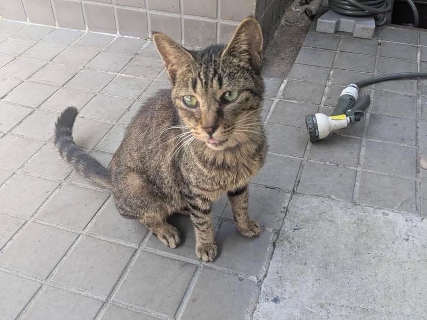 目撃された猫 目撃された猫