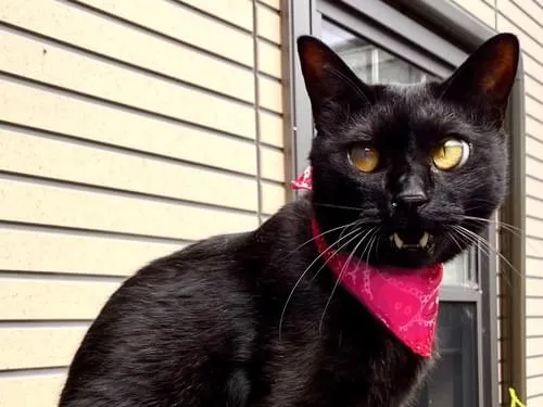 流山市、黒猫探しています!