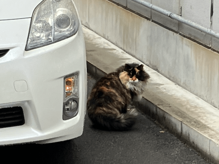 目撃された猫 目撃された猫
