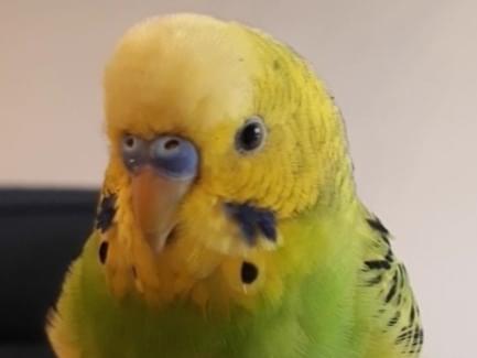 ピノちゃん ピノちゃん