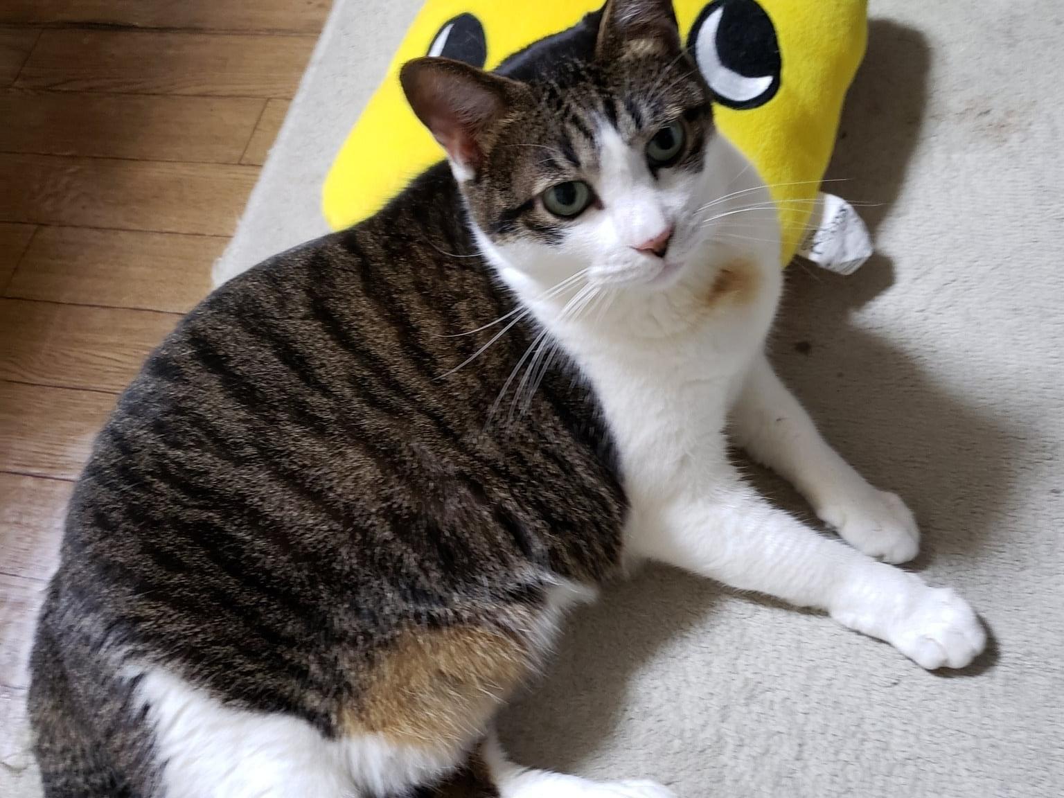 はなこちゃん はなこちゃん