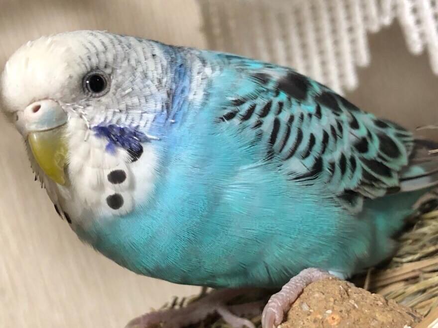 ピョッちゃん ピョッちゃん
