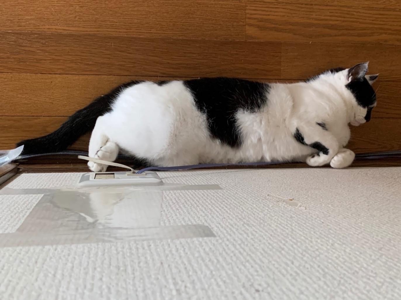 みこちゃん みこちゃん