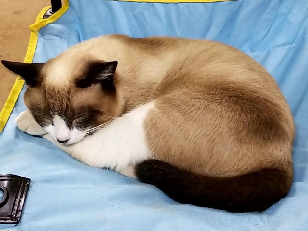 ぱんちゃん ぱんちゃん