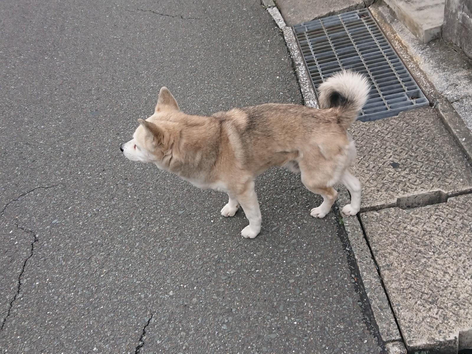 目撃された犬 目撃された犬