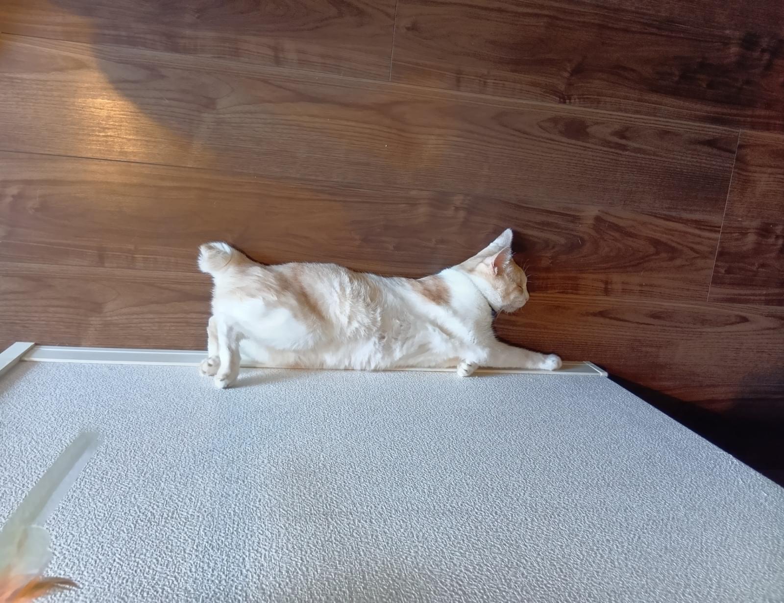 白茶色の猫