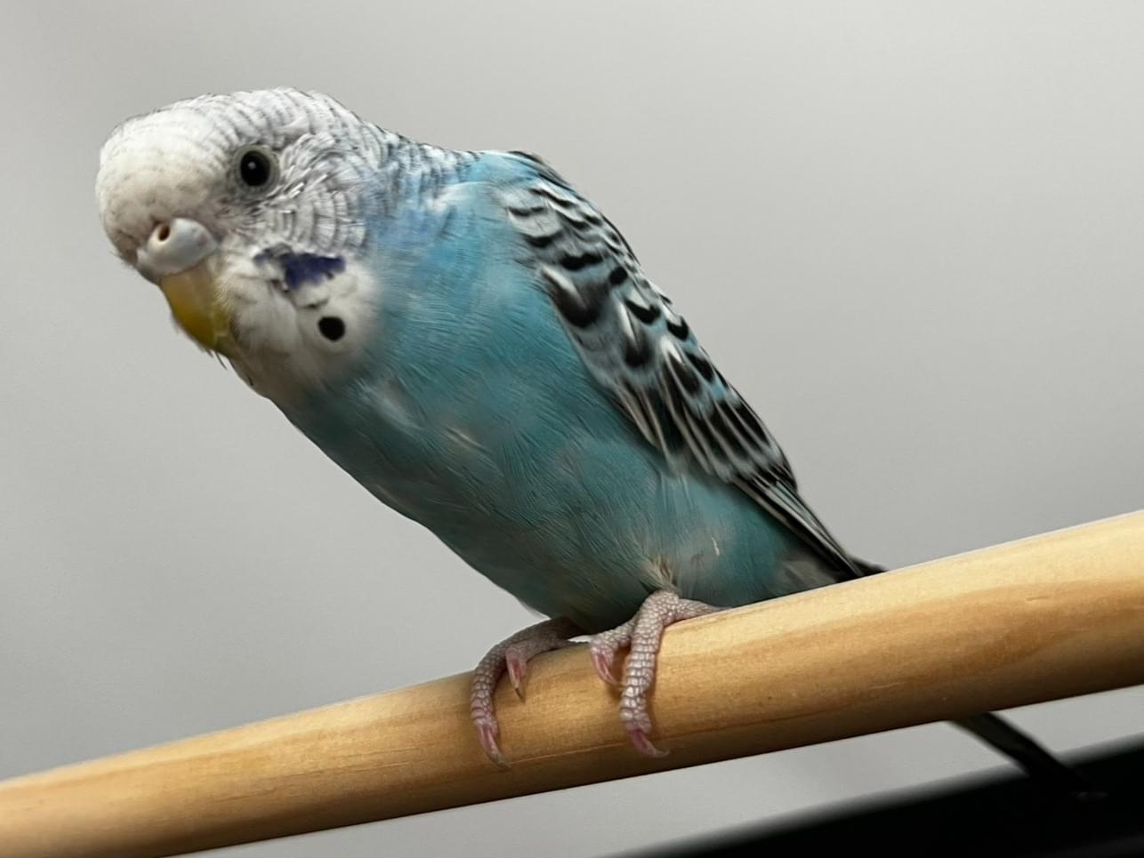 保護された鳥 保護された鳥