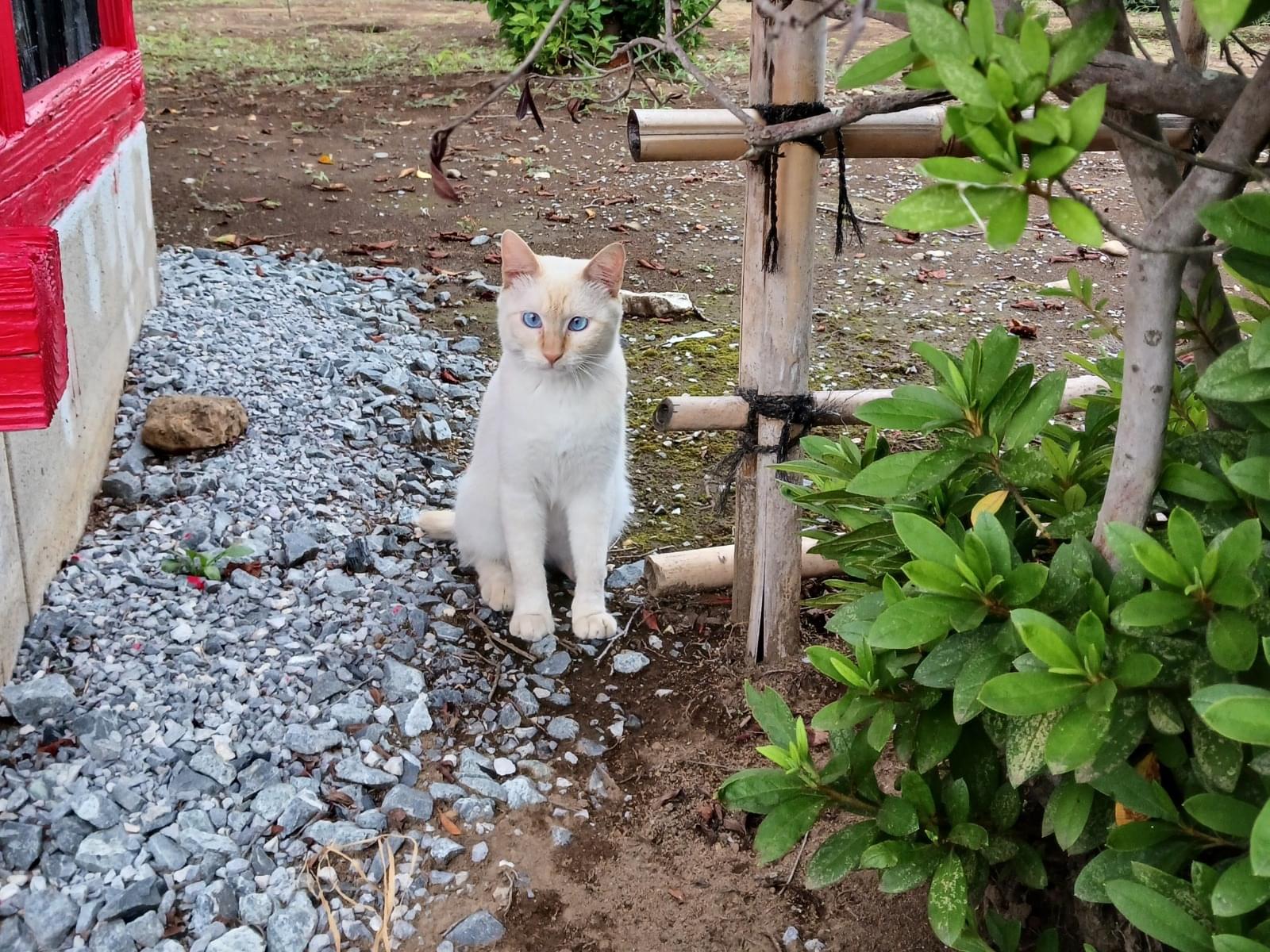 目撃された猫 目撃された猫