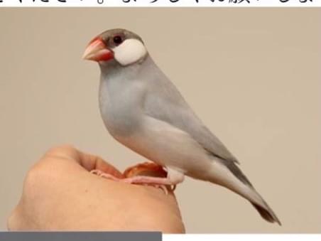 チュンちゃん チュンちゃん