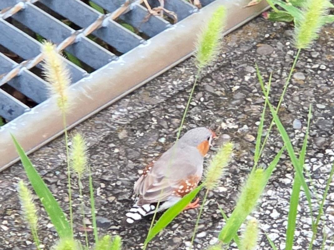 目撃された鳥