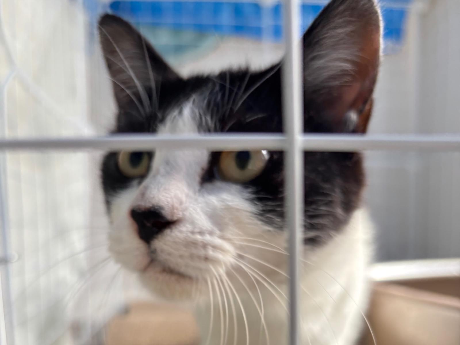 保護された猫 保護された猫