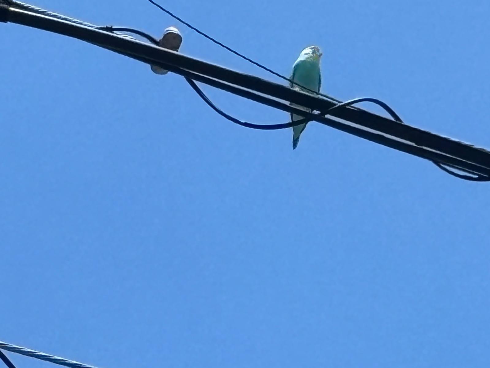 目撃された鳥 目撃された鳥