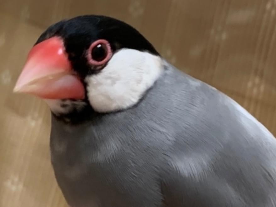 フクちゃん フクちゃん