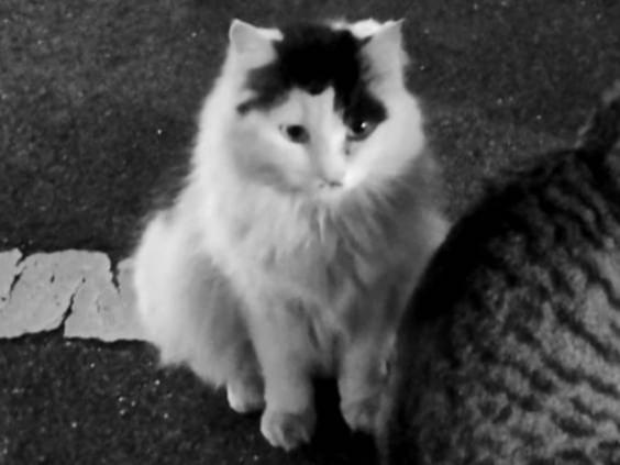 ウシちゃん