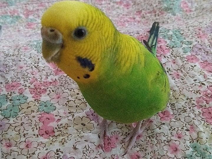 らいむちゃん らいむちゃん