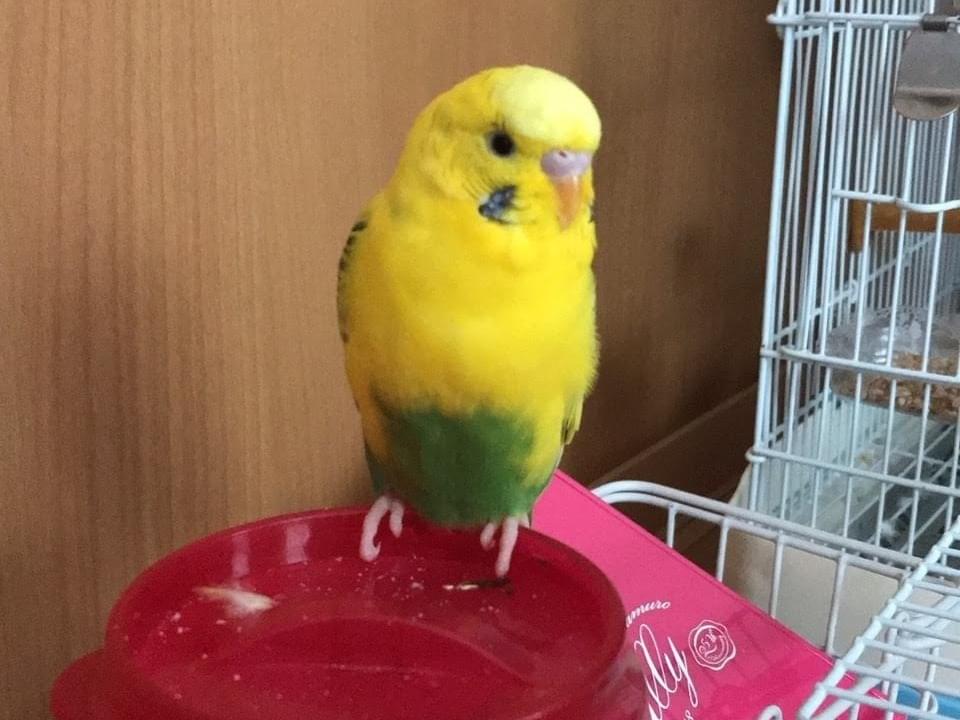レモンちゃん レモンちゃん