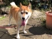 保護された犬 保護された犬