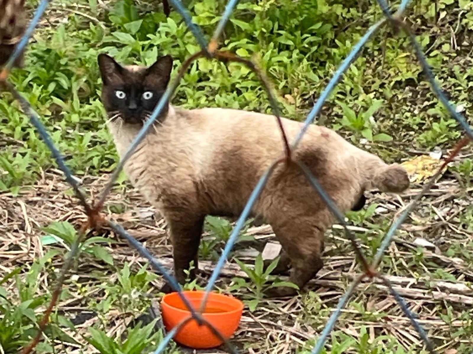 目撃された猫 目撃された猫