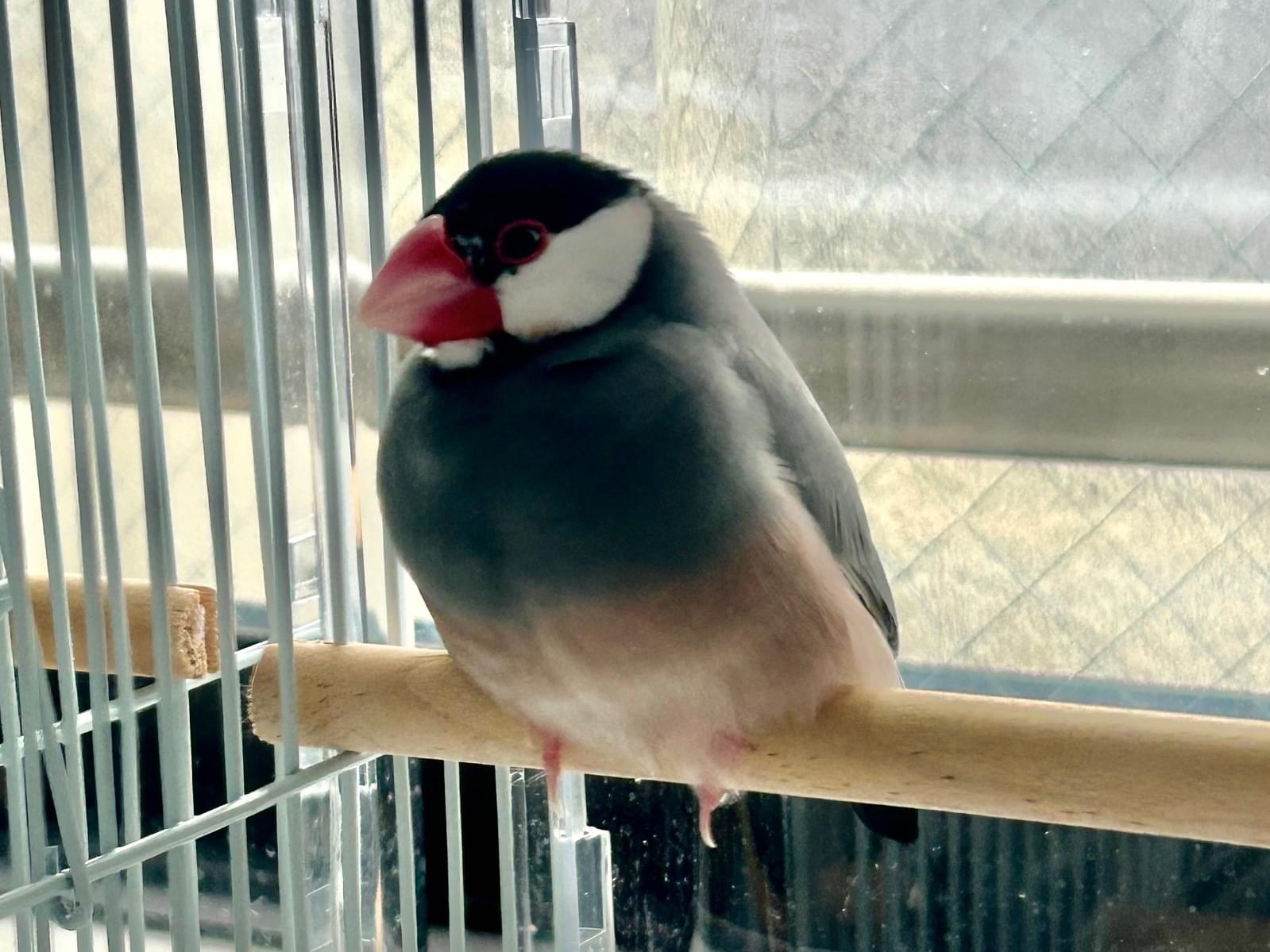 はるちゃん はるちゃん