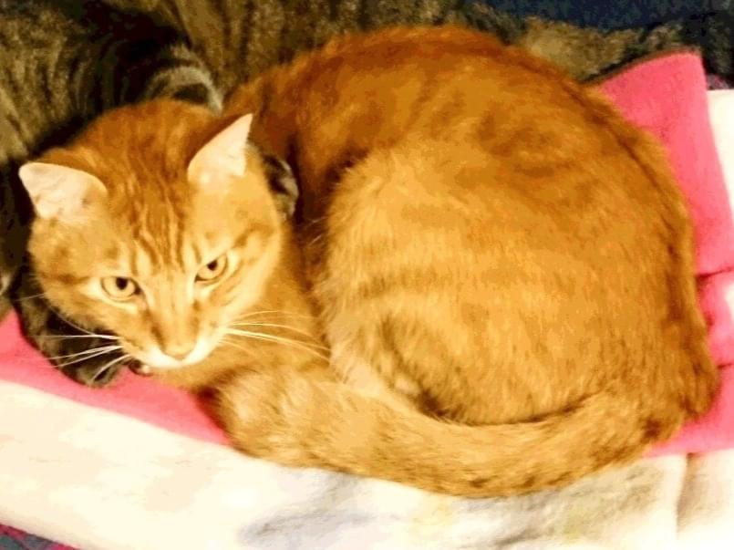 テンテンちゃん テンテンちゃん