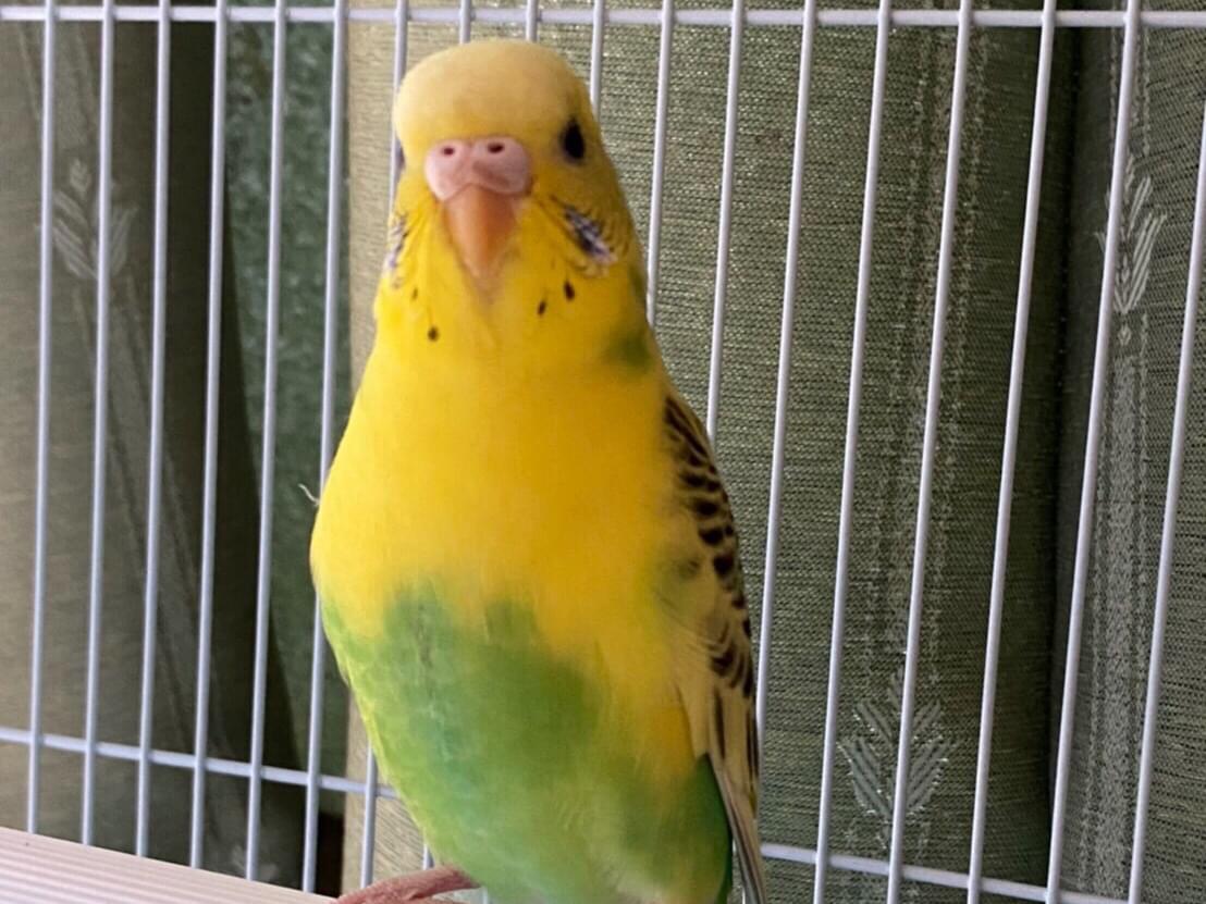 ぴーちゃん ぴーちゃん