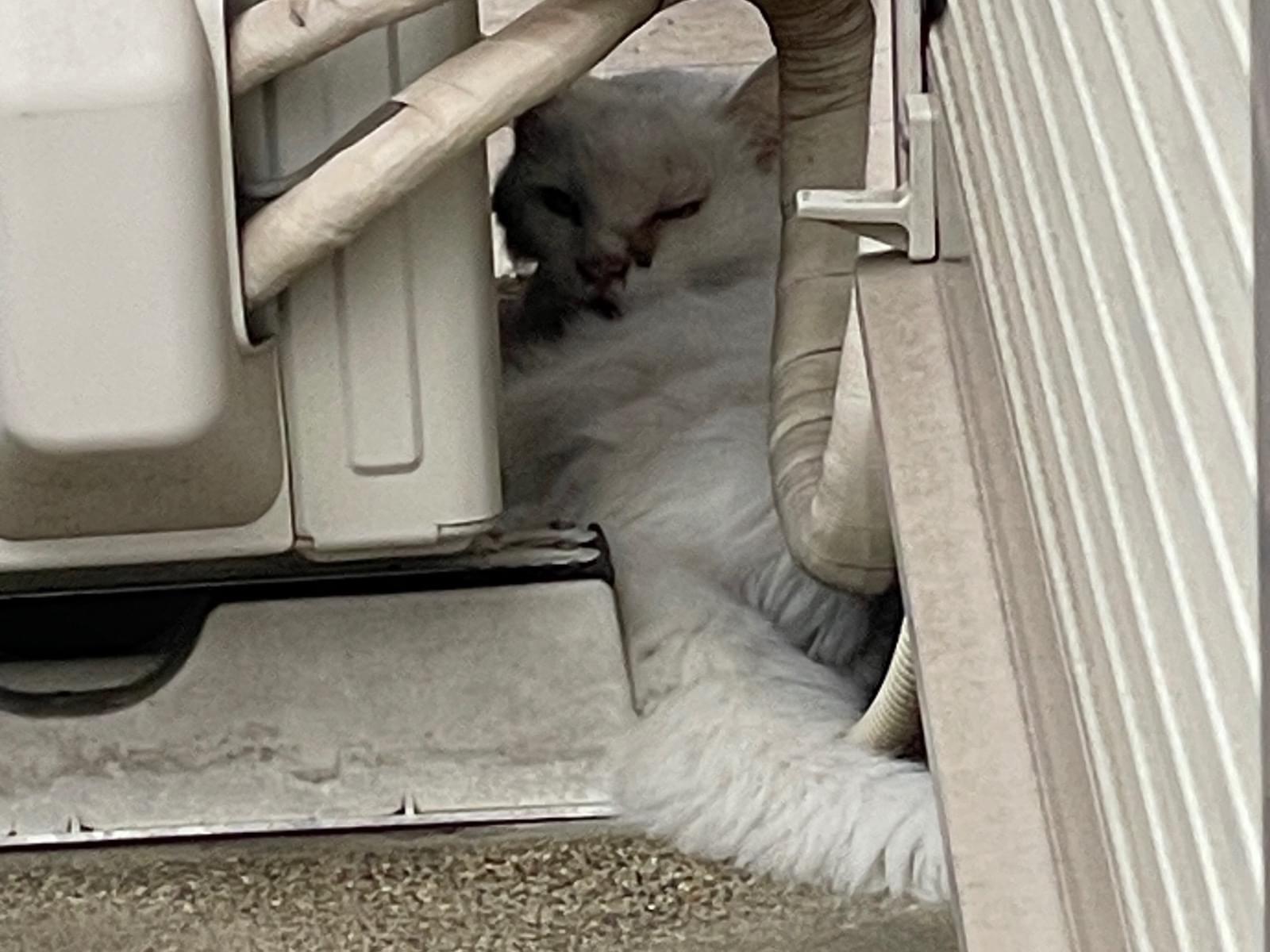 目撃された猫
