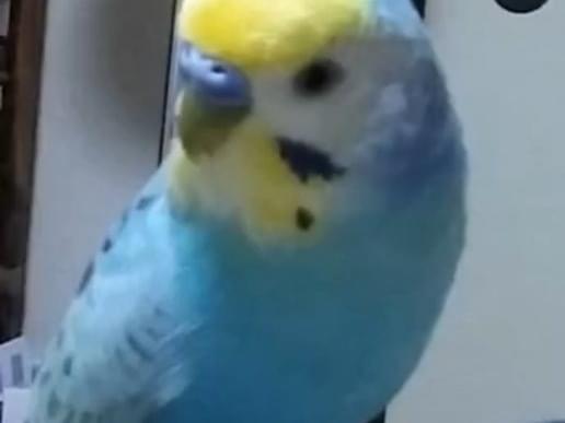 シエルちゃん シエルちゃん