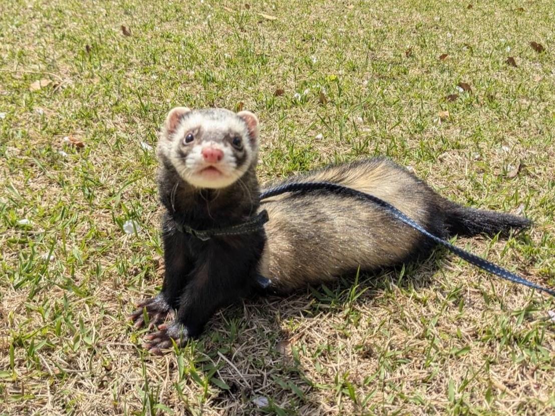 わさびちゃん わさびちゃん