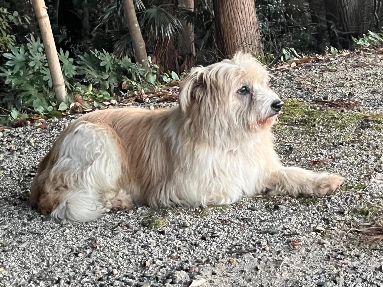 目撃された犬 目撃された犬