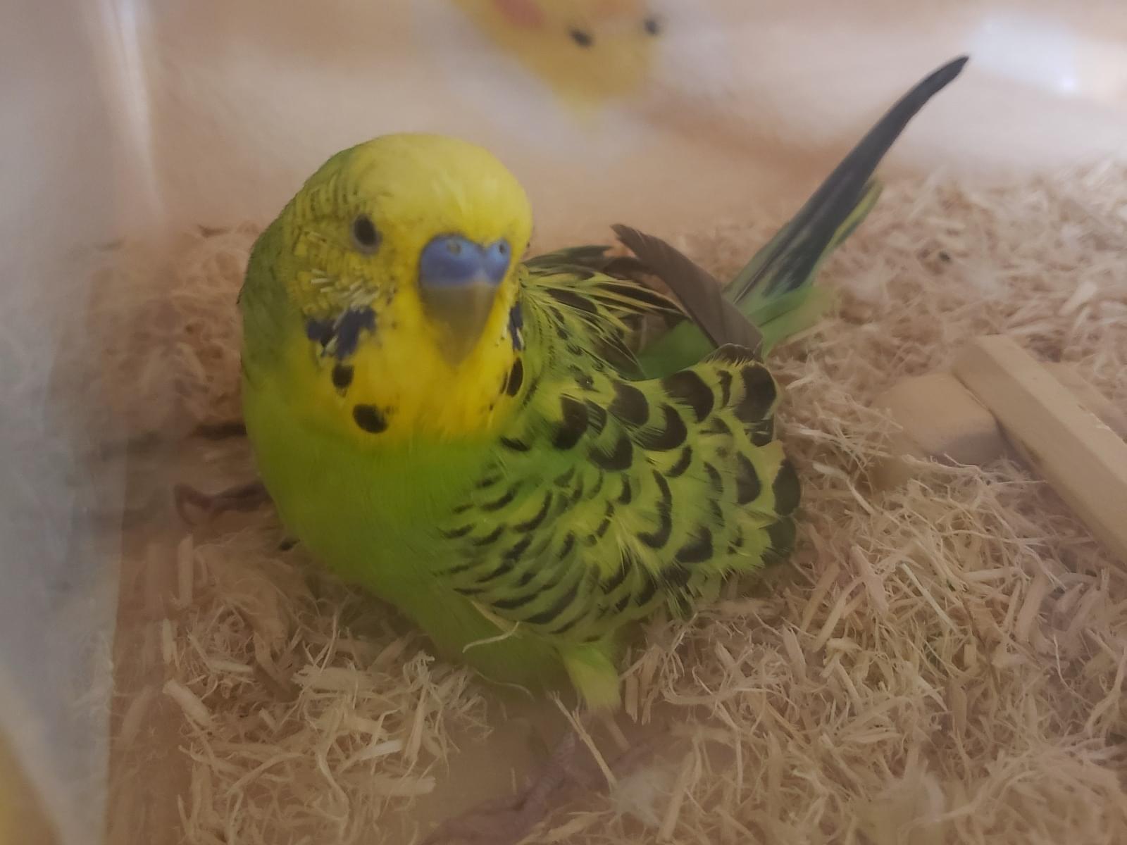 保護された鳥 保護された鳥