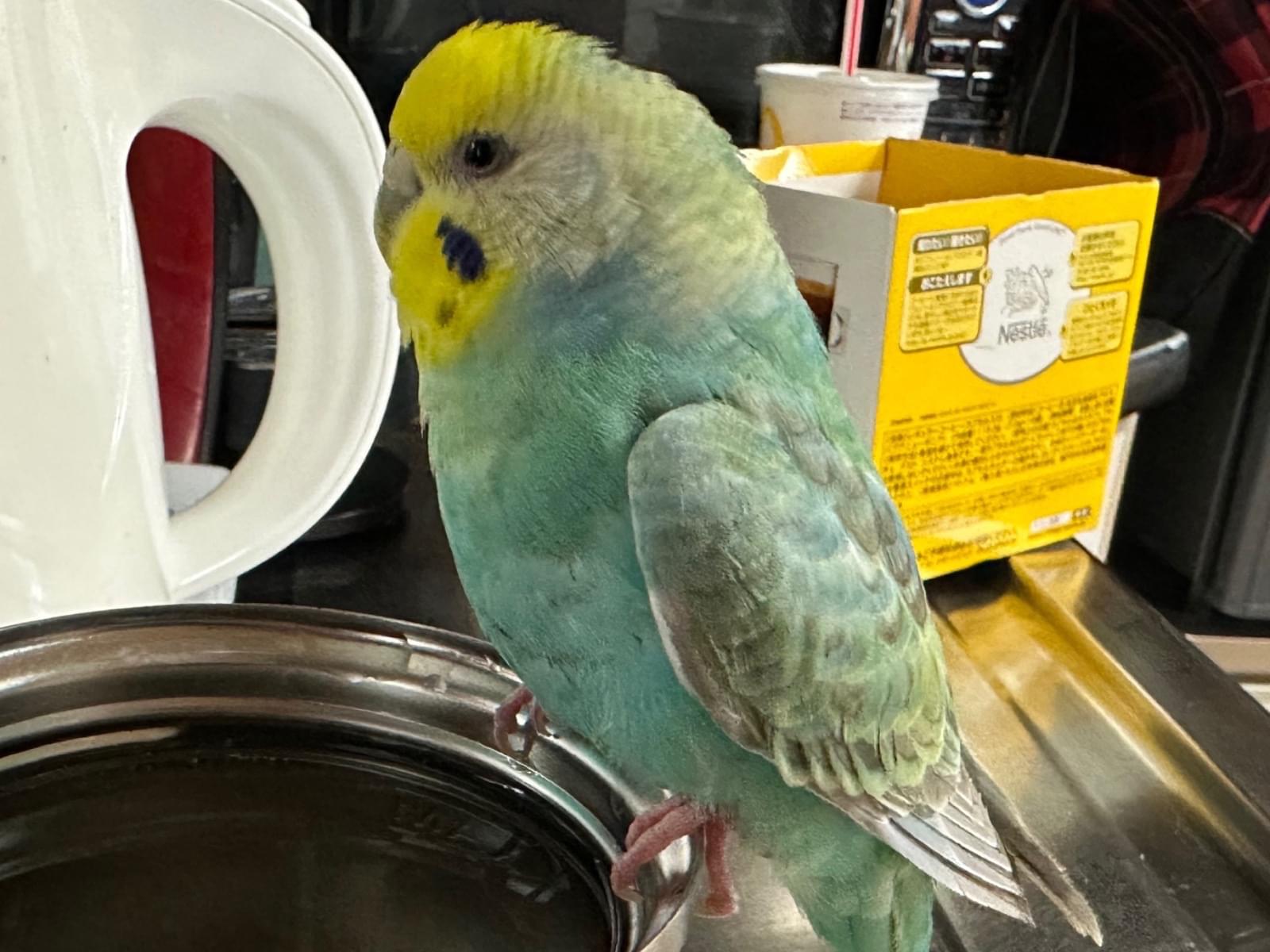 保護された鳥 保護された鳥
