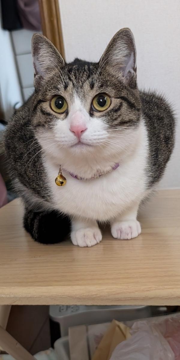 キジ白ハチワレ、小柄な猫を探しています