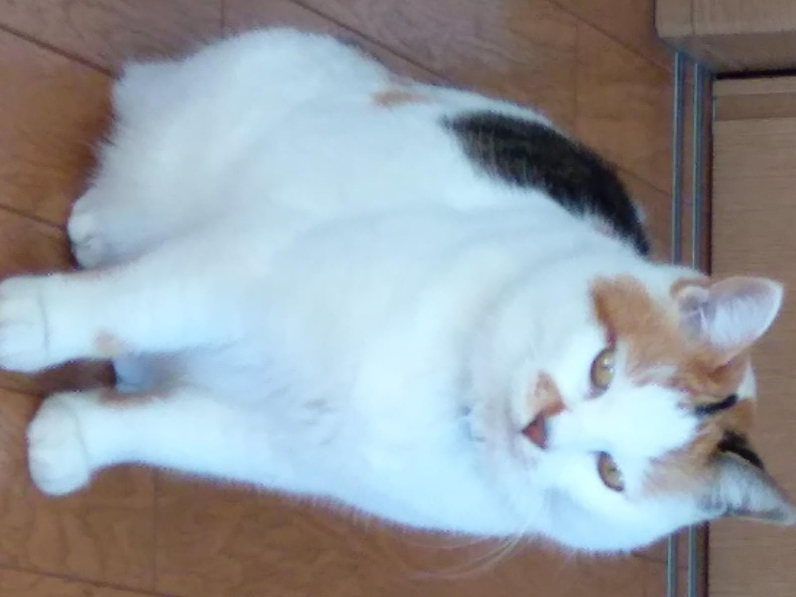 ふくちゃん ふくちゃん